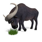 buffalo eating grass