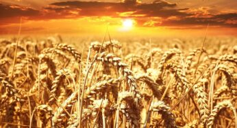 <strong>A season of smaller bets & realistic valuation as India agrifoodtech funding dips to pre-pandemic levels </strong>