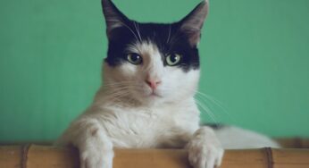 Leap Venture Studio opens applications for seed stage pet care startups to join 9th Global Studio Program: Last chance to apply